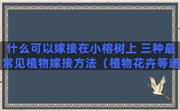 什么可以嫁接在小榕树上 三种最常见植物嫁接方法（植物花卉等通用）芽接